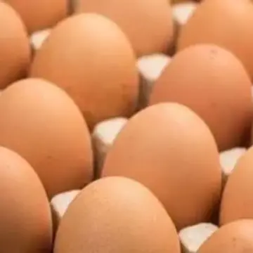 سعر طبق البيض بالقليوبية اليوم الثلاثاء 14- 4 – 2026.. الأبيض بـ103 جنيهات